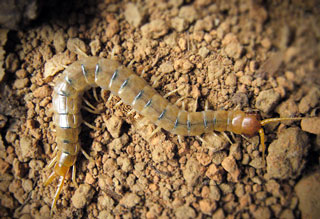 Scolopendra canidens фото
