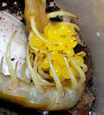 яйца сколопендры
