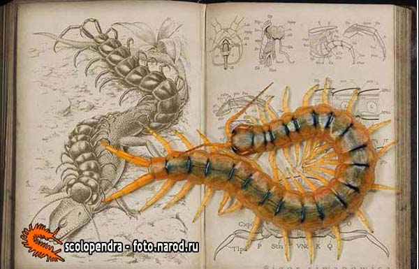 сколопендра_141