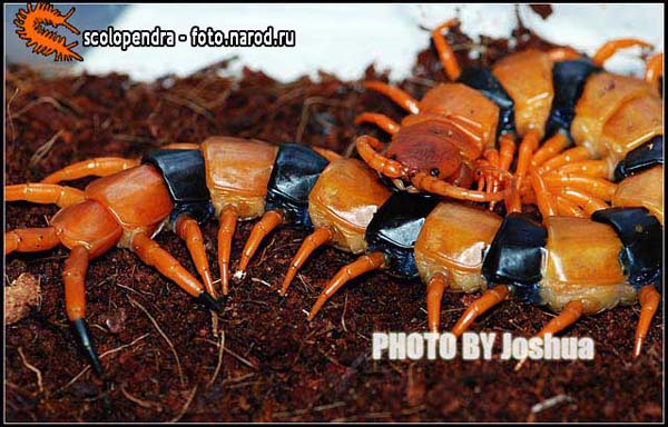 сколопендра_150